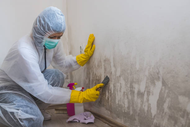 Blackwood, NJ Mold Removal Company