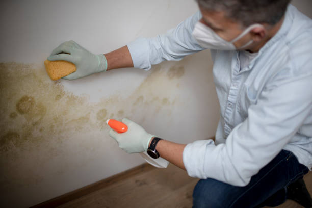 Certified Mold Removal in Blackwood, NJ