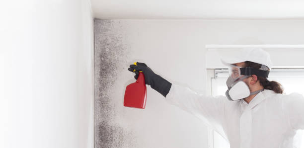 Office Mold Removal Services in Blackwood, NJ