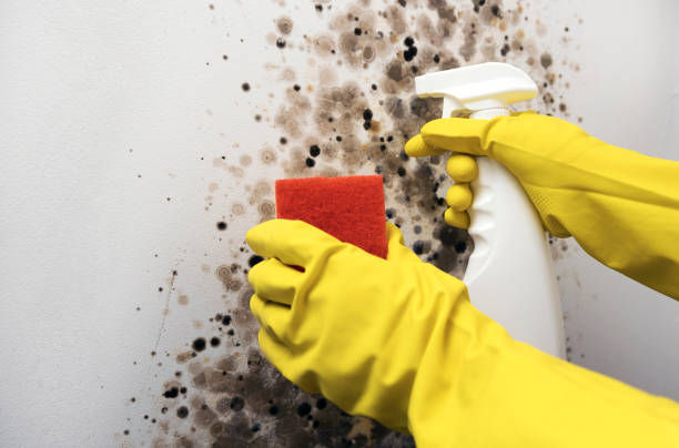 Best Emergency Mold Removal  in Blackwood, NJ