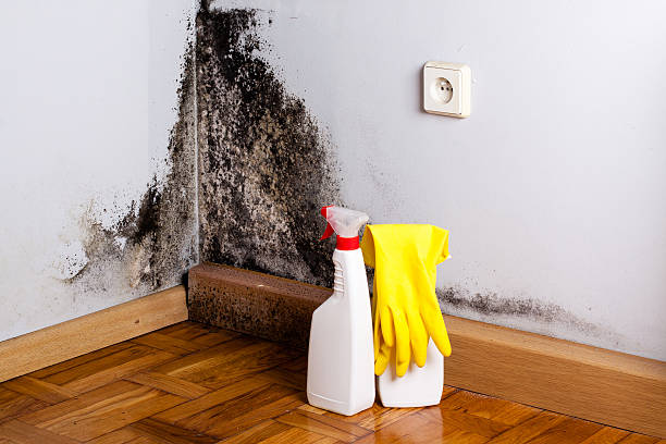 Best Commercial Mold Removal  in Blackwood, NJ